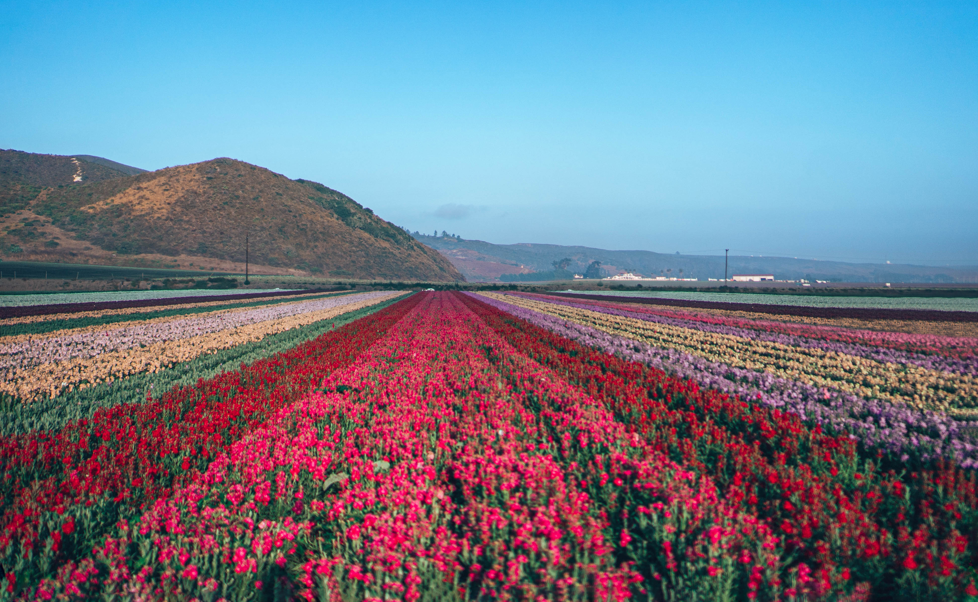 Lompoc Valley Flower Fields